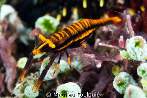 Periclemenes cornutus by Mathieu Foulquié 